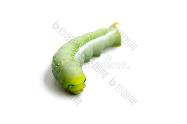 毛毛虫，大绿色蠕虫，白色背景上的巨大绿色蠕虫