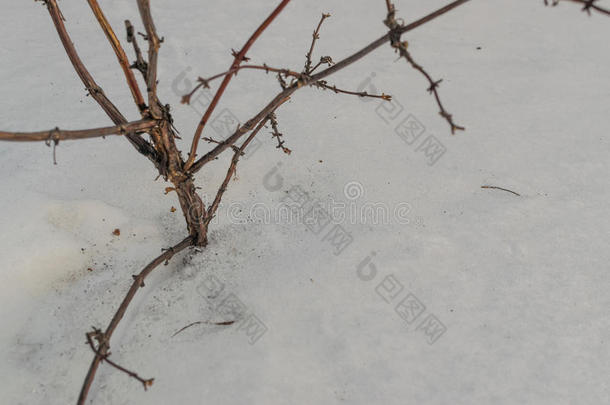 早春地面上灰色融化的雪