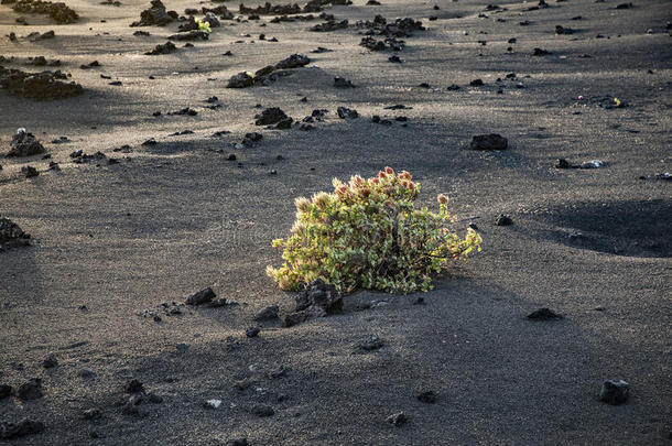 布什生长在蒂曼法亚国家公园的火山拉皮里