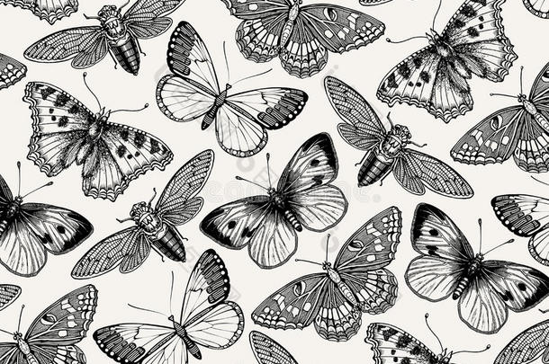 美丽的蝴蝶，蝉和昆虫。 古董动物插图。 动物群。 绘画雕刻。 背景模式。 老式矢量