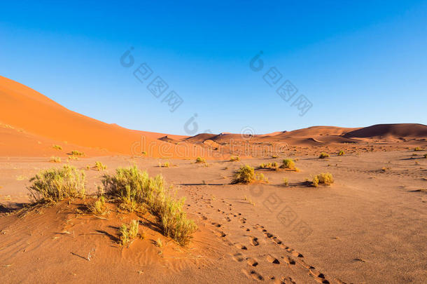 在Sossusvlei，NamibNaukluft国家公园，最好的旅游和旅游景点的风景涟漪和沙丘上的脚印