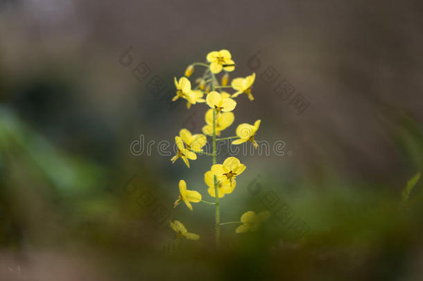 云芝`硫脲`花茎