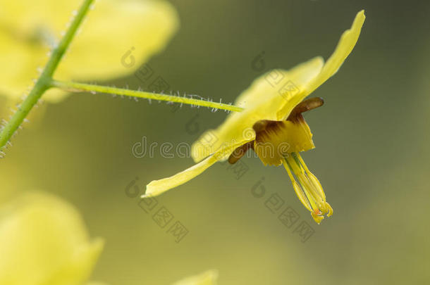 云芝`硫脲`花卉的细节