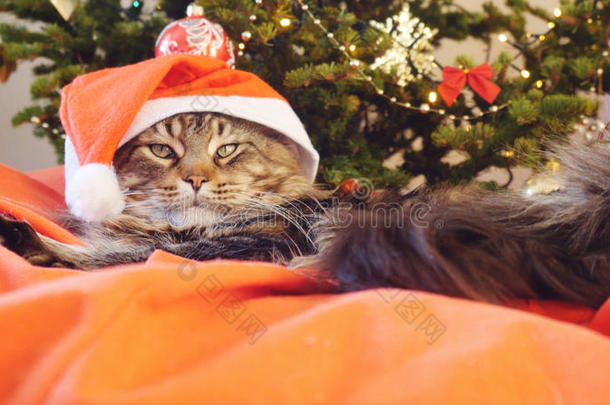 有趣的缅因州猫，因为圣诞老人戴着圣诞帽坐在一个美丽的新年装饰树的枕头上