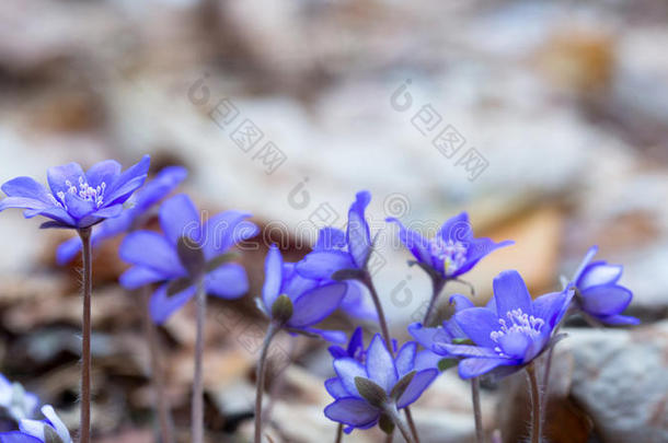 蓝色的森林花在干燥的秋叶中。 无肝菌