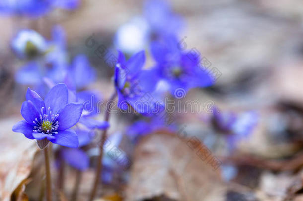 蓝色的森林花在干燥的秋叶中。 无肝菌