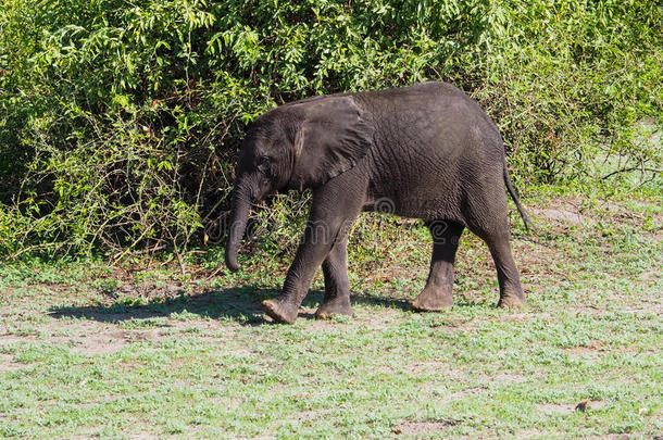 小象在绿色灌木丛中行走