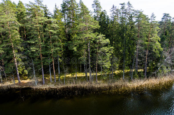 无人机图像。 带森林湖的农村地区鸟瞰
