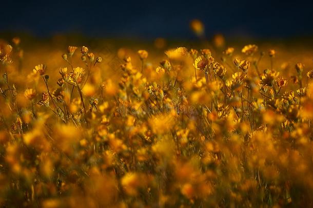 沙漠之花