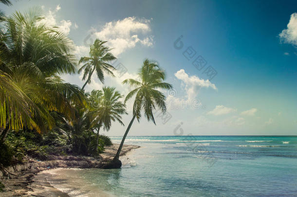 海滩有椰子棕榈，<strong>无人居住</strong>的热带岛屿