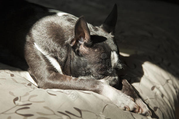 阳光下的波士顿猎犬