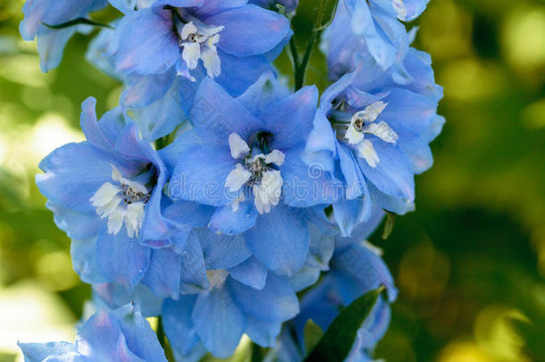 开花蓝色植物学的飞燕草花