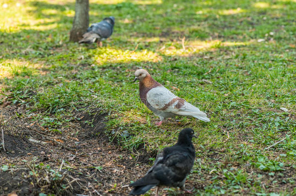 美丽的鸽子鸟在广场的草地上散步。 好奇的鸽子站在城市公园的草地上。 很有趣