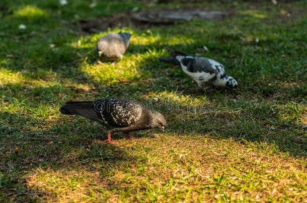 美丽的鸽子鸟在<strong>广场</strong>的草地上散步。 好奇的鸽子站在<strong>城市公园</strong>的草地上。 很有趣
