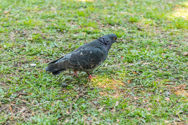 美丽的鸽子鸟在广场的<strong>草地</strong>上散步。 好奇的鸽子站在城市公园的<strong>草地</strong>上。 很有趣