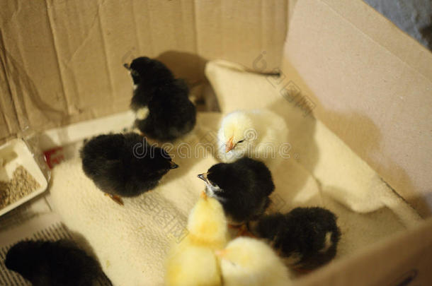 小鸡新生在瓦楞纸箱等待运输出售。 黄色的安娜黑小鸡
