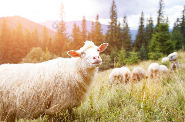 放牧的羊群聚集在山上的牧场上