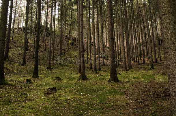 令人惊叹的波希米亚的森林苔藓奥林巴斯