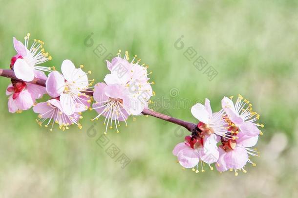 绿色自然背景上美丽的<strong>桃花枝</strong>