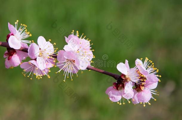 绿色自然背景上美丽的<strong>桃花枝</strong>