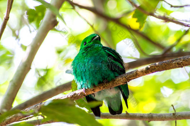 鸟的颜色(；绿色的宽嘴)；鸟在森林中生动的绿色