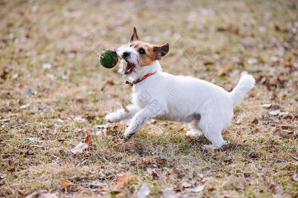 可爱的小狗在春天的草坪上玩球