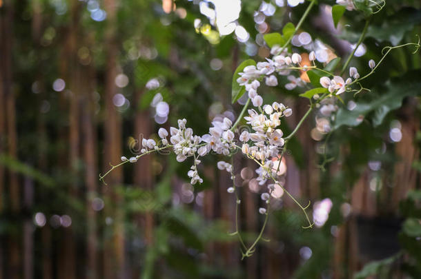 爱情花链，白色墨西哥珊瑚藤蔓，联邦藤蔓；珊瑚藤蔓，墨西哥树