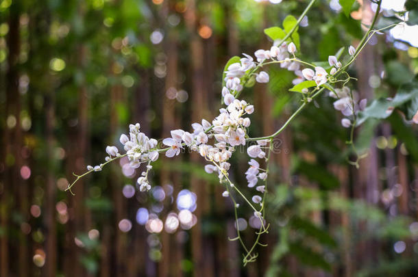 爱情花链，白色墨西哥珊瑚藤蔓，联邦藤蔓；珊瑚藤蔓，墨西哥树