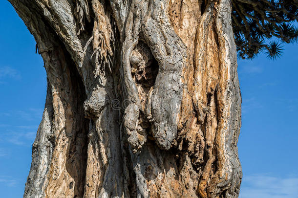 埃尔·德拉戈著名的德雷西亚娜<strong>树</strong>