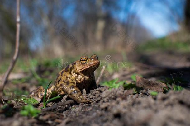 靠近欧洲森林里的普通青蛙