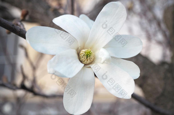 白星玉兰花的细节。 玉兰花在早春盛开。