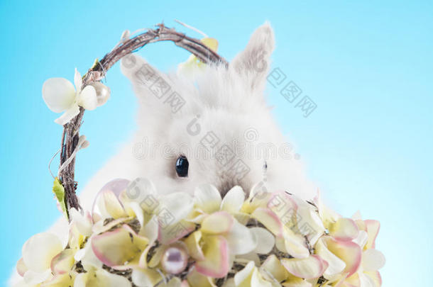 可爱的复活节兔子坐在柳条<strong>篮子</strong>里