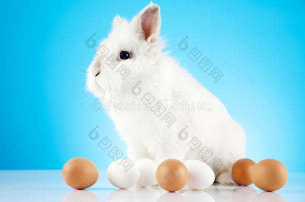 可爱的复活节兔子和鸡蛋坐在一起