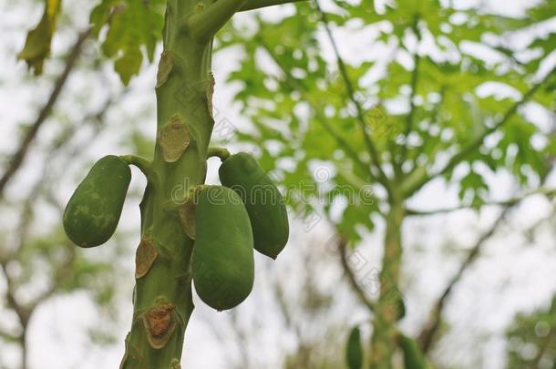 新鲜的绿色木瓜在树上。 木瓜树有一束水果