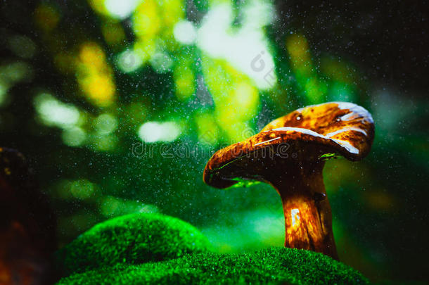 在雨下的苔藓上，在树林里生长着新鲜的山雀蘑菇