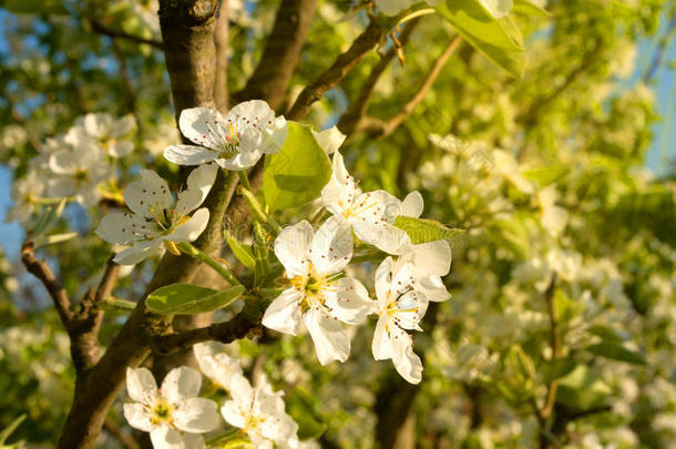 在阳光明媚的日子里，春天开花的树、梨和李子