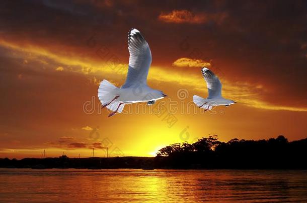 金色海鸥海洋日落。 原创独家照片艺术。