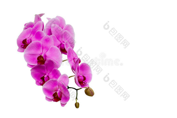 美丽的紫罗兰<strong>蝴蝶兰花</strong>。