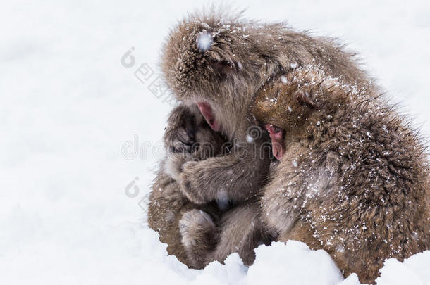 雪猴