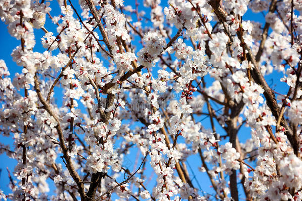春天花园特写花朵盛开的樱桃树