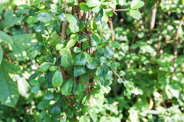 绿色<strong>树状</strong>植物纹理