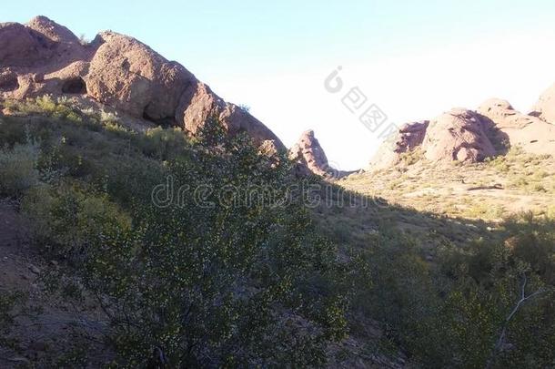 沙漠与红色岩石和开花的落叶松三叉戟植物在凤凰城，亚利桑那州。