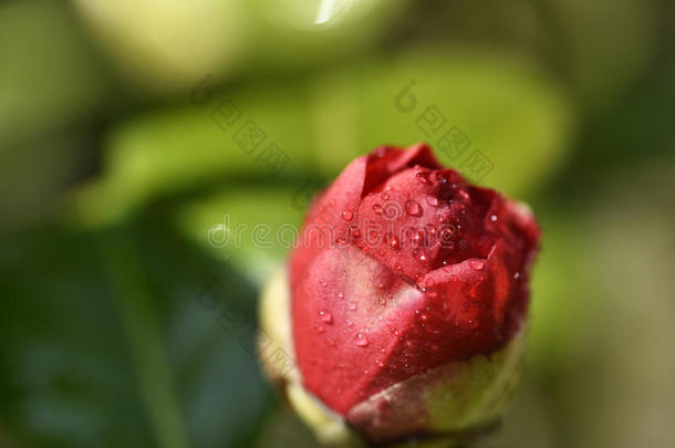 山茶花红色花