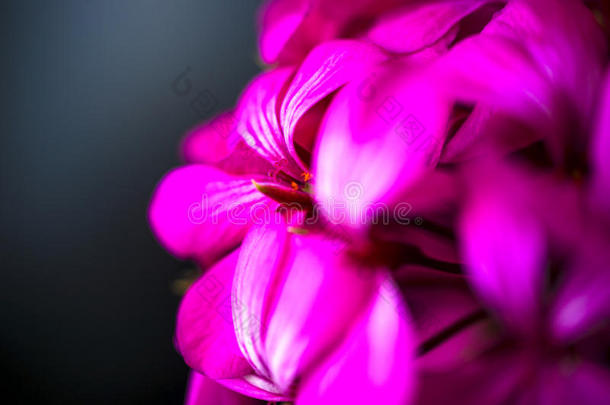 美丽的仙女梦幻的魔法粉红色紫色花朵在褪色的模糊背景上