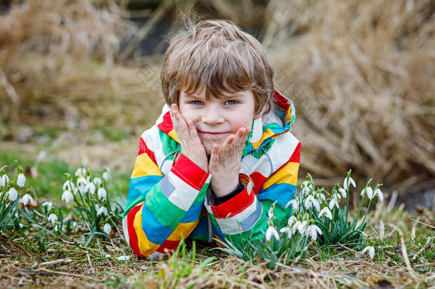 可爱的金发学龄前儿童男孩发现第一春花，美丽的雪滴