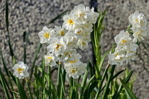 明亮的白色水仙花或水仙花盛开，索菲亚