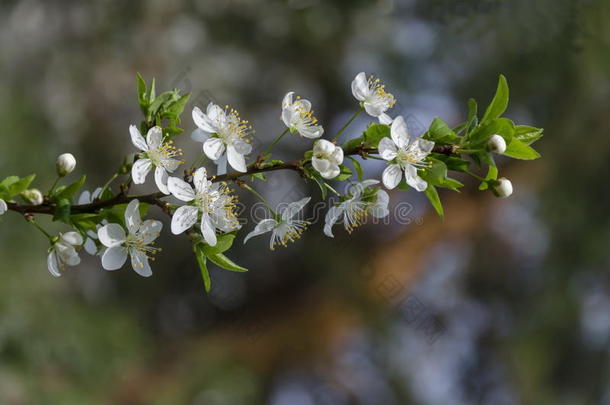 在索菲亚花园里，<strong>一枝</strong>盛开的野生梅花特写