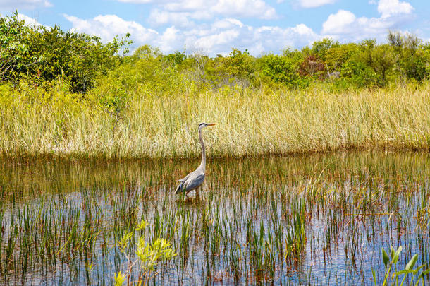 佛罗里达湿地，美国大沼泽地国家公园的快艇。