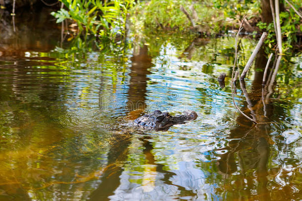 美国鳄鱼在佛罗里达湿地。 美国大沼泽地国家公园。