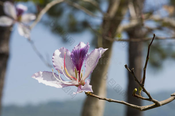 紫荆花，花。